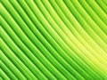 Banana leave as background texture