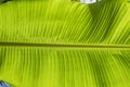 Banana leaf backlighted. Green texture