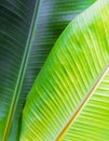 Banana Leaves background Royalty Free Stock Photo