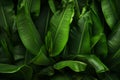 Banana Leaves Background Environment Royalty Free Stock Photo