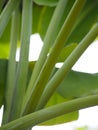 Banana leaves branch blurred of nature background Royalty Free Stock Photo