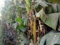 Banana Leaves Can Be Used As Natural Leaf Platters Royalty Free Stock Photo