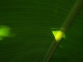 Banana leaves are green in the shadow of the sun Royalty Free Stock Photo