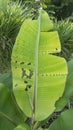 Banana leaves with holes in caterpillars