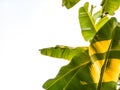 Banana leaves on isolated white background Royalty Free Stock Photo