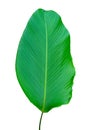 Banana leaves isolates green leaves white background