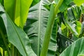 Banana leaves in jungle in Indonesia