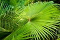 Banana leaves macro Royalty Free Stock Photo