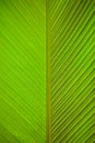 Banana leaves macro Royalty Free Stock Photo