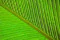 Banana leaves macro Royalty Free Stock Photo