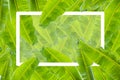 Banana leaves pattern background with white frame for text Royalty Free Stock Photo