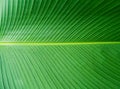 Banana leaves pattern. Green leaf Close up