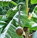 Banana leaves in the snow Royalty Free Stock Photo