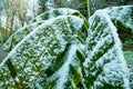 Banana leaves in the snow Royalty Free Stock Photo