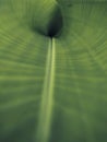 Banana leaves that are still circular Royalty Free Stock Photo