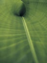 Young green banana leaves have a beautiful pattern Royalty Free Stock Photo