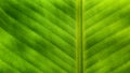 Green banana leaves texture. Royalty Free Stock Photo