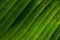 Banana leaves Texture background of fresh green Leaf. Royalty Free Stock Photo