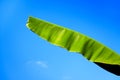 Banana leaves texture on blue sky backgroundTropical plant foliage with visible texture