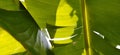 Banana leaves on the underside. The sun shines through the palm branches. Natural tropical background. Shining rays of the sun Royalty Free Stock Photo