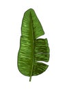 Banana leaves vector