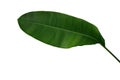 Banana like green leaf of Heliconia or Strelitzia tropical forest plant isolated on white background, clipping path included Royalty Free Stock Photo
