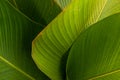 Tropical leaf banana calathea background pattern