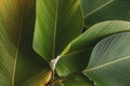 Tropical leaf banana calathea background pattern