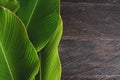 Tropical leaf banana calathea with blank space