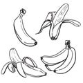 Banana. Line drawing of bananas. On a white background. One color. Vector illustration.