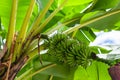 Banana Musa acuminata tree