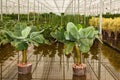 Banana Musa in a hydroculture plant nursery Royalty Free Stock Photo