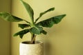 Banana Musa plant in pot. Exotic plant at home