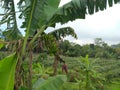 view BANANA in Village , you can see