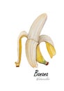 Banana open.Hand drawn watercolor painting on white background.Vector illustration
