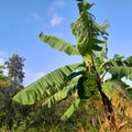 Banana in oromia Ethiopia Royalty Free Stock Photo