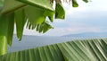 Banana palm