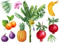 Banana palm, fruits and flower. Watercolor hand drawn illustration Royalty Free Stock Photo