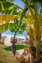 a banana palm hangs a shrub with green bananas and in the background the sky is blue Royalty Free Stock Photo