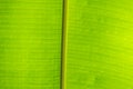 Banana palm leaf bckground