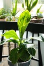 Banana palm Musa Tropicana close-up in the interior. Houseplant Growing and caring for indoor plant