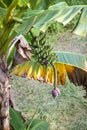 Banana palm tree with bunch of green bananas, growing in the grounds of Borneo, Malaysia Royalty Free Stock Photo