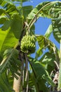 Banana palm tree with bunch of green bananas, growing in the grounds of Zanzibar Island, Tanzania, Africa, close up Royalty Free Stock Photo