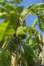 Banana palm tree with bunch of green bananas, growing in the grounds of Zanzibar Island, Tanzania, Africa, close up Royalty Free Stock Photo