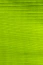 Banana palm tree green leaf Royalty Free Stock Photo