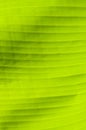 Banana palm tree green leaf Royalty Free Stock Photo