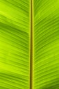 Banana palm tree green leaf Royalty Free Stock Photo