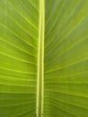 Banana palm tree green leaf Royalty Free Stock Photo