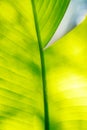 Banana palm tree leaf close-up Royalty Free Stock Photo