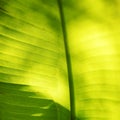 Banana palm tree leaf close-up Royalty Free Stock Photo